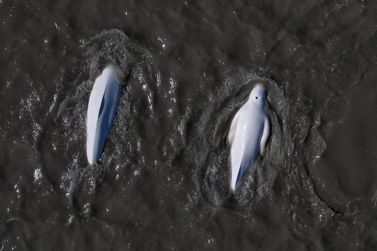 New Beluga Research Presented This Year! — Alaska Wildlife